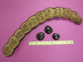   Fruit, seeds:   Entada gigas ; Photo by N. Diaz, USDA APHIS PPQ, imageID.idtools.org
